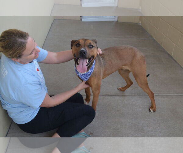 Medium Photo #3 American Staffordshire Terrier-Unknown Mix Puppy For Sale in McKinney, TX, USA