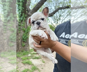 French Bulldog Puppy for sale in WEATHERFORD, TX, USA