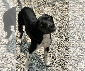 Beagle-Unknown Mix Dogs for adoption in Manchester, MO, USA