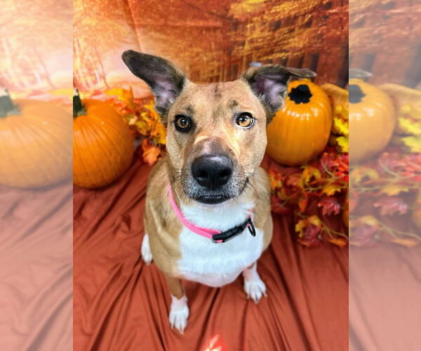 Medium Photo #5 Mutt Puppy For Sale in Bryant, AR, USA