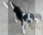 Small Mutt