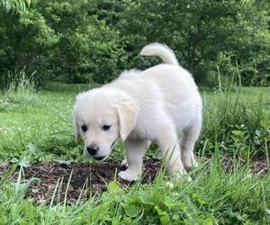 English Cream Golden Retriever Puppy for sale in BELLWOOD, PA, USA