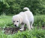 Small Photo #1 English Cream Golden Retriever Puppy For Sale in BELLWOOD, PA, USA