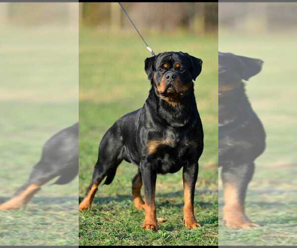 Medium Photo #1 Rottweiler Puppy For Sale in SAN TAN VALLEY, AZ, USA