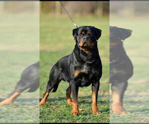 Father of the Rottweiler puppies born on 02/06/2022