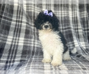 Cavapoo Puppy for sale in LAKELAND, FL, USA