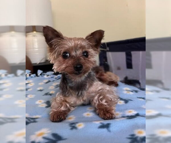 Medium Photo #1 Mutt Puppy For Sale in Allentown,, PA, USA