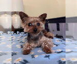 Small Mutt