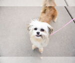 Small #2 Brussels Griffon Mix