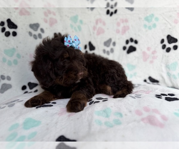 Medium Photo #4 Cock-A-Poo Puppy For Sale in LAKELAND, FL, USA