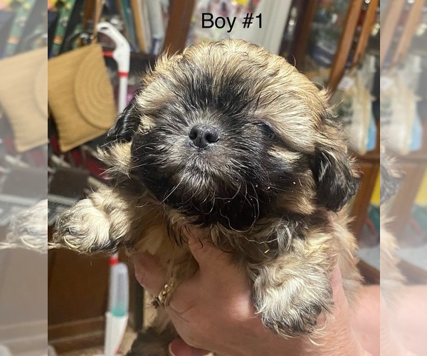 Medium Photo #2 Shih Tzu Puppy For Sale in PERRY, OH, USA