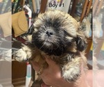 Small #1 Shih Tzu
