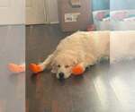 Small #3 Great Pyrenees Mix