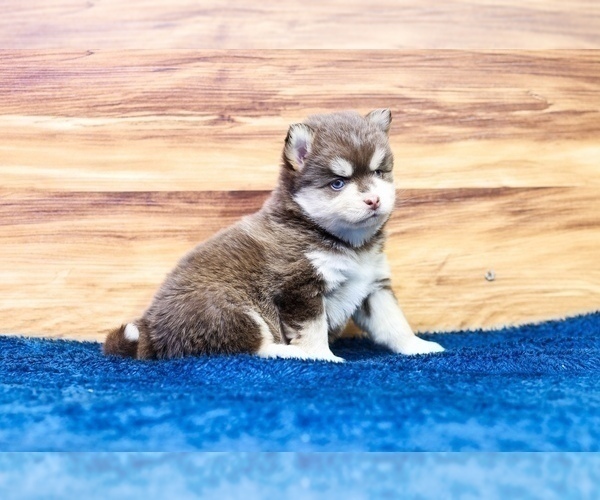Medium Photo #3 Pomsky Puppy For Sale in TAMPICO, IL, USA