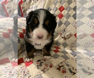 Medium Bernese Mountain Dog