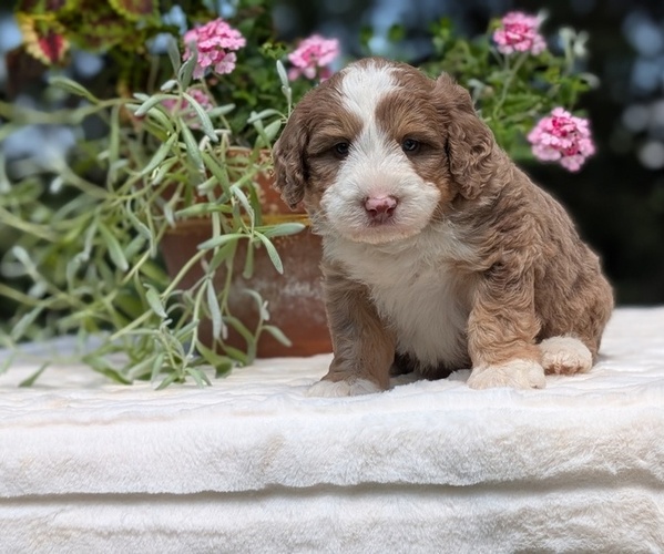 Medium Photo #9 Miniature Bernedoodle Puppy For Sale in GOSHEN, IN, USA