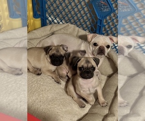 Mother of the Pug puppies born on 10/16/2022