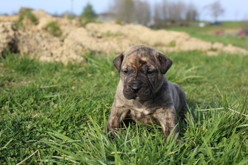 Medium Photo #1 Presa Canario Puppy For Sale in GLASGOW, KY, USA