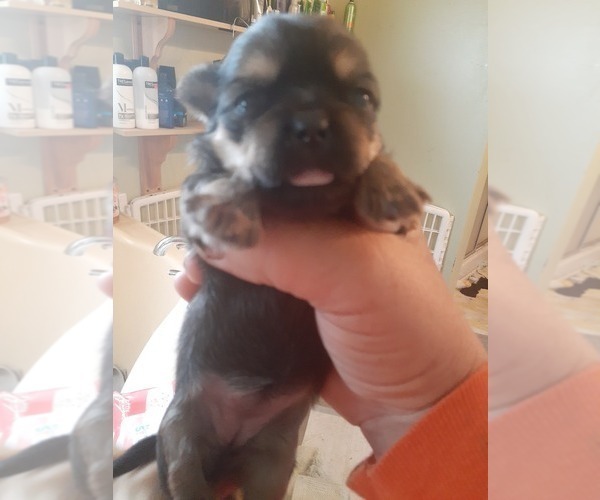 Medium Photo #1 Shorkie Tzu Puppy For Sale in MYRTLE BEACH, SC, USA