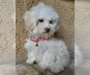 Maltipoo Puppy for sale in TEMECULA, CA, USA