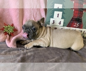 French Bulldog Puppy for sale in JOHNS ISLAND, SC, USA