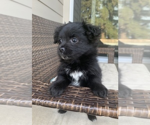 Shiranian Puppy for sale in PORTLAND, OR, USA