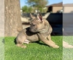 Small #4 French Bulldog