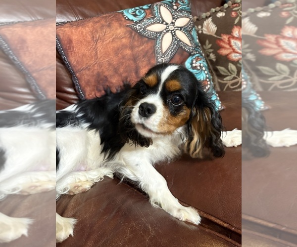 Medium Photo #15 Cavalier King Charles Spaniel Puppy For Sale in ABILENE, TX, USA