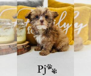 YorkiePoo Puppy for sale in ALGOOD, TN, USA