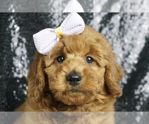 Goldendoodle (Miniature) Puppy for sale in WARSAW, IN, USA