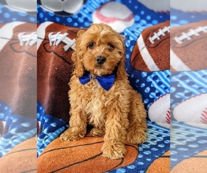 Cocker Spaniel-Poodle (Miniature) Mix Puppy for sale in CHRISTIANA, PA, USA