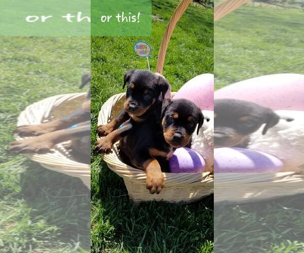 Medium Photo #19 Rottweiler Puppy For Sale in COLUMBIA, MO, USA
