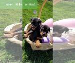 Small Photo #19 Rottweiler Puppy For Sale in COLUMBIA, MO, USA