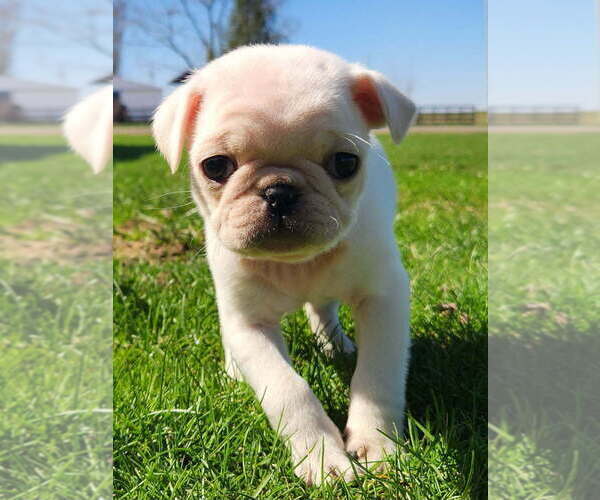 Medium Photo #1 Pug Puppy For Sale in CORY, IN, USA