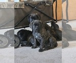 Small #25 Cane Corso