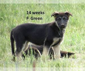 German Shepherd Dog Puppy for sale in CENTERVILLE, WA, USA