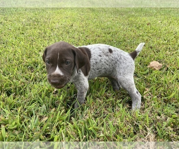 Medium Photo #5 German Shorthaired Pointer Puppy For Sale in CONCORD, NC, USA