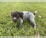 Small Photo #5 German Shorthaired Pointer Puppy For Sale in CONCORD, NC, USA