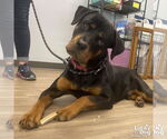 Small #4 Rottweiler Mix