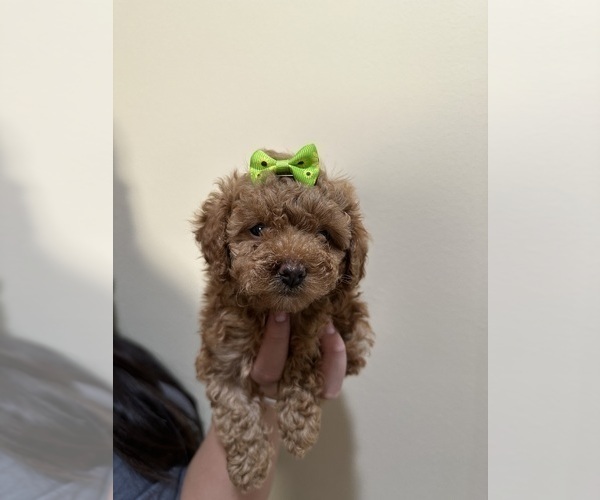 Medium Photo #13 Poodle (Toy) Puppy For Sale in NORTH HILLS, CA, USA