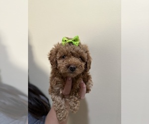 Medium Poodle (Toy)