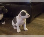 Small Photo #11 American Bully Puppy For Sale in MOTLEY, MN, USA