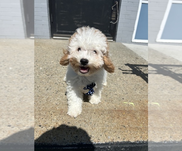 Medium Photo #1 Cavapoo (Miniature) Puppy For Sale in RANDOLPH, MA, USA