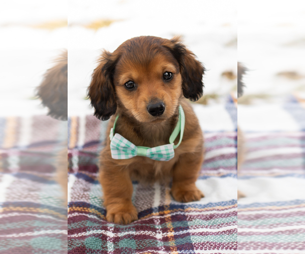 Medium Photo #1 Dachshund Puppy For Sale in BREMEN, IN, USA