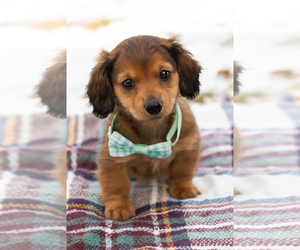 Dachshund Puppy for sale in BREMEN, IN, USA