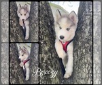 Small Photo #21 Pomsky Puppy For Sale in VENUS, PA, USA