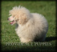 Small Photo #47 Poodle (Miniature) Puppy For Sale in COPPOCK, IA, USA