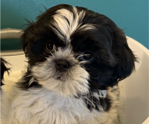 Shih Tzu Puppy for sale in SPIRIT LAKE, IA, USA