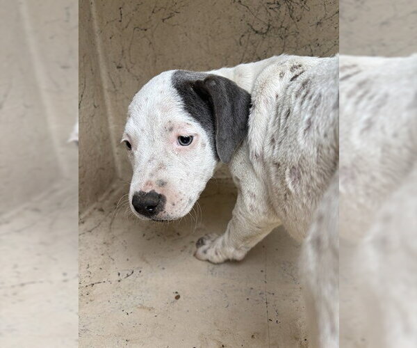Medium Photo #1 Mutt Puppy For Sale in Oklahoma City, OK, USA