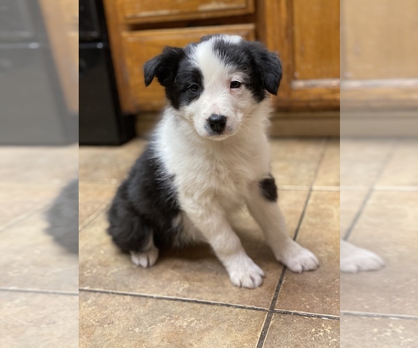 Medium Photo #1 Border Collie Puppy For Sale in AMERICAN CANYON, CA, USA